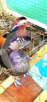 A mandarin duck with multi-colored feathers, close-up shot.