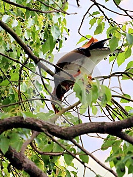 Mandarino anatra 2livello sul proteggere gli animali sul alimentazione canfora un albero un albero 