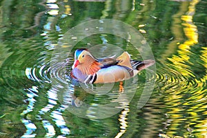 Mandarin Duck - Ninfa Garden - Italy