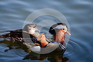 Mandarin duck pair