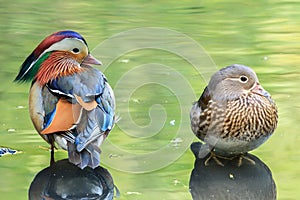 A Mandarin duck pair in water reflecting the vegetation