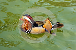 Mandarin duck in pond, Aix Galericulata is a species native to East Asia