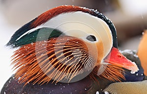 Mandarin duck portrait in winter