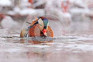 Mandarin duck portrait in winter