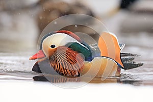 Mandarin duck portrait in winter