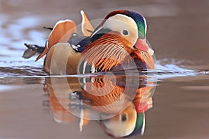 Mandarin duck portrait in winter with nice reflections