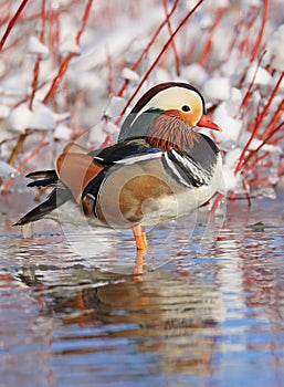 Mandarin duck portrait in winter with nice reflections