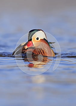 Mandarin duck portrait in winter with nice reflections