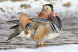 Mandarin duck portrait in winter with nice reflections