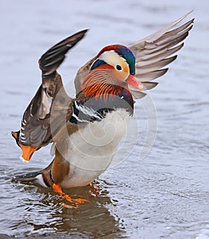 Mandarin duck portrait in winter with nice reflections