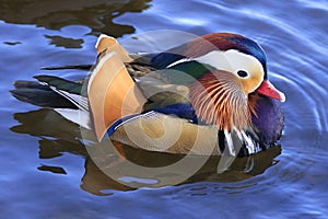 Mandarin duck portrait in winter with nice reflections