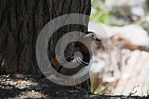 Mandarin duck in profile, the king of the lakes for its great color, next to a pine in the lake of Castell del Remei, Lerida photo