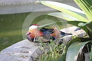 mandarin duck resting in a zoo park photo
