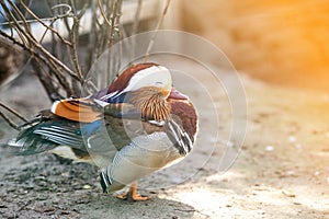 Mandarin duck sits on a stone in the park. Colorful wild bird.