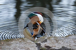Mandarin duck sitting on the shore of the lake and cleaning itself