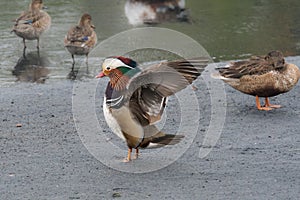 Mandarin Duck spreading wings among other ducks