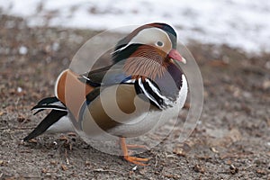 Mandarin duck stands in snow