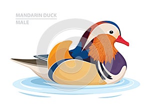 Mandarin Duck swim in the water. Male. Asian Bird. Vector