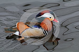 Mandarin duck swimming