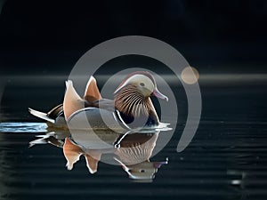 Mandarin duck swimming in calm water