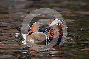 Mandarin Duck swimming at a pond