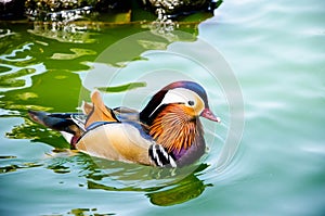 Mandarin duck photo