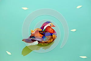 Mandarin duck swims in the blue lake