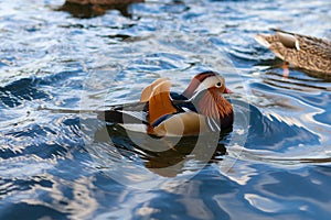 A mandarin duck swims on the blue water of the lake. The concept of love for nature and animal diversity