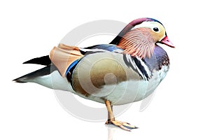 Mandarin Duck