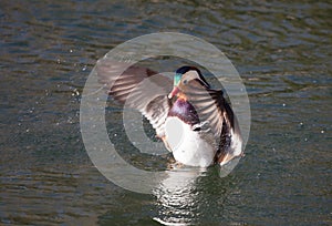 A mandarin duck thrashing its wings