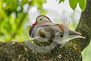 Mandarin duck at tree