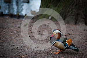 Mandarin duck from Warsaw park