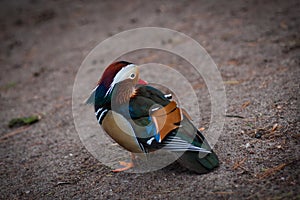 Mandarin duck from Warsaw park