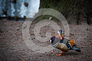 Mandarin duck from Warsaw park
