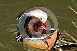 Mandarin duck in the water