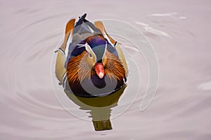 Mandarin Duck on the water