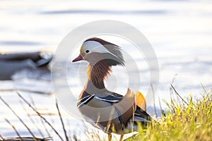 Mandarin Duck by the Water at Sunrise