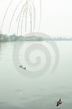 Mandarin duck in the West Lake