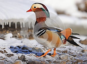 Mandarin duck in winter with snow background