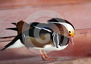 Mandarin duck in wooden house in center for bird watching