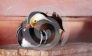 Mandarin duck in wooden house in center for bird watching