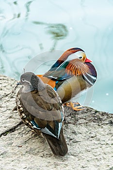 The mandarin duck yuanyang is a perching duck species found in East Asia, The mandarin, widely regarded as the world`s most