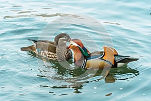 The mandarin duck yuanyang is a perching duck species found in East Asia, The mandarin, widely regarded as the world`s most