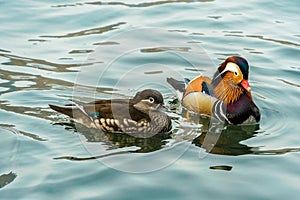 The mandarin duck yuanyang is a perching duck species found in East Asia, The mandarin, widely regarded as the world`s most