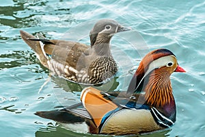 The mandarin duck yuanyang is a perching duck species found in East Asia, The mandarin, widely regarded as the world`s most