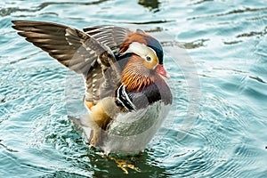 The mandarin duck yuanyang is a perching duck species found in East Asia, The mandarin, widely regarded as the worlds most