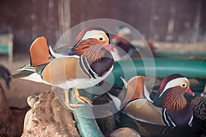 Mandarino anatra giardino zoologico 