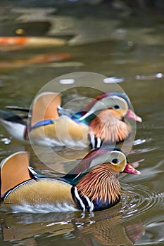 Mandarin ducks