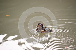 Mandarin ducks