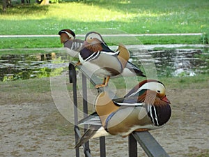 Mandarin ducks in german park